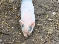 Schweine (Partie, Geschlecht nicht angegeben) — Foto 8
