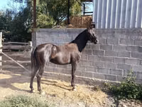 Cheval, Friesian sport horse — photo 1