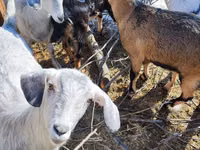 Cabra, Alpine goat — foto 8