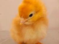 Chickens — photo 3