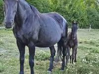 Mare, Nonius horse — photo 2