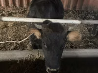 Vache, Bovins — photo 1