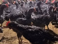 Chickens — Foto 1