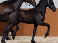 حصان, Appaloosa — الصورة 1