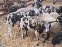 Widder, Zwartbles sheep — Foto 2