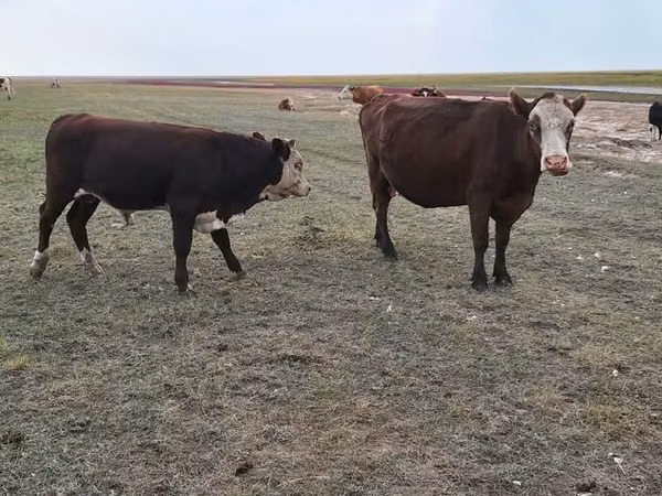 母牛, Simmental cattle