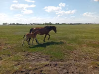 Yegua, Kinsky horse — foto 6