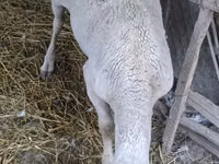 Bélier, Assaf sheep — photo 2