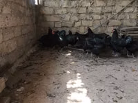 Malines — Foto 1