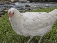Chickens — फ़ोटो 5