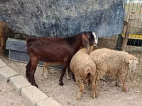 Boucs, Damask goat — photo 2