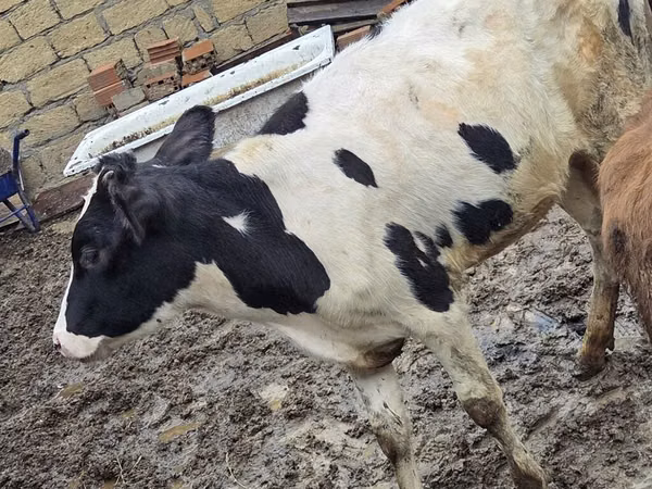 Vaca, Ukrainian Red Pied Dairy cattle