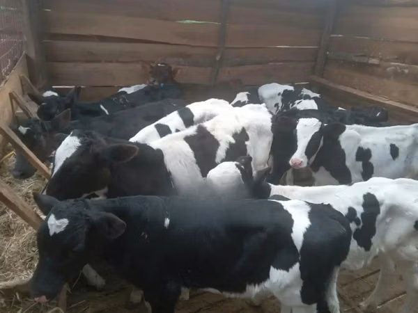 Bovins (lot, sexe non indiqué), Russian Black pied cattle