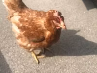 Chickens — photo 1