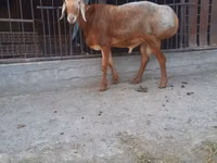 Widder, Saryarka sheep — Foto 1