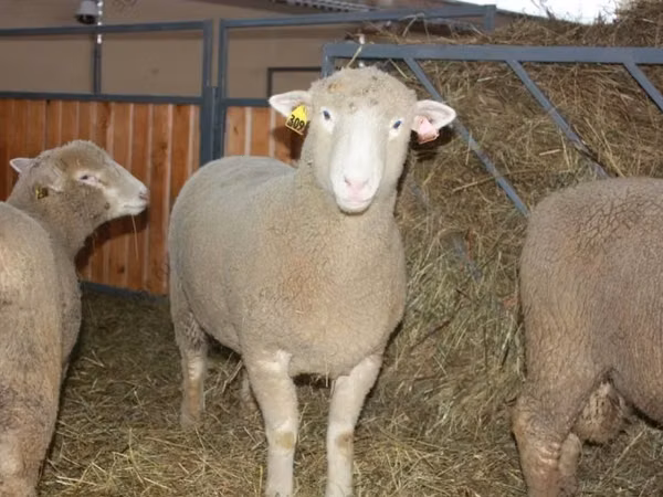 Widder, Dorset horn sheep