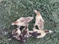 Ducks — photo 1