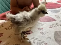 सिल्की — फ़ोटो 1