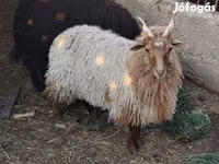 भेड़, Racka sheep — फ़ोटो 3