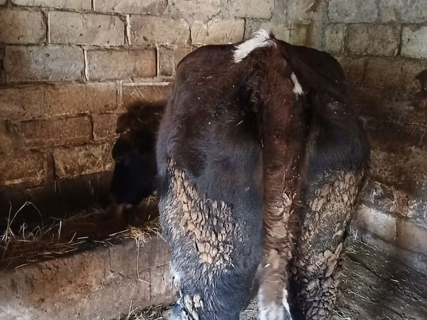 母牛, Cattle