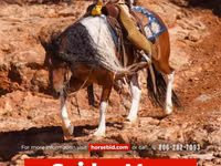公马, Pinto horses — 照片 1