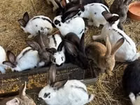Geese — الصورة 3