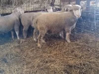 公羊, Ile-de-France sheep — 照片 4