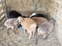 Bélier, Moutons — photo 2