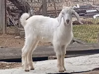 Ziegenbock, Damask goat — Foto 3