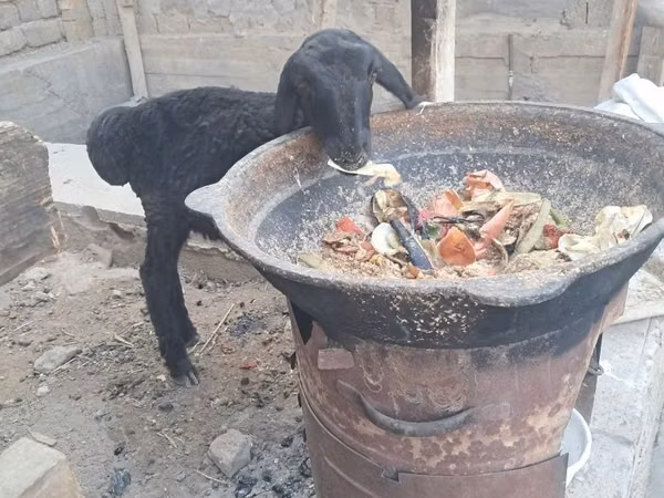 Ram, Sheep
