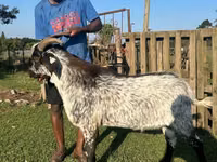Ziegenbock, Saanen goat — Foto 1