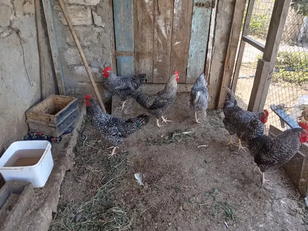 Slovenian Barred Hen