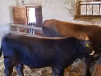 Taureau, Race brune des Carpates — photo 2