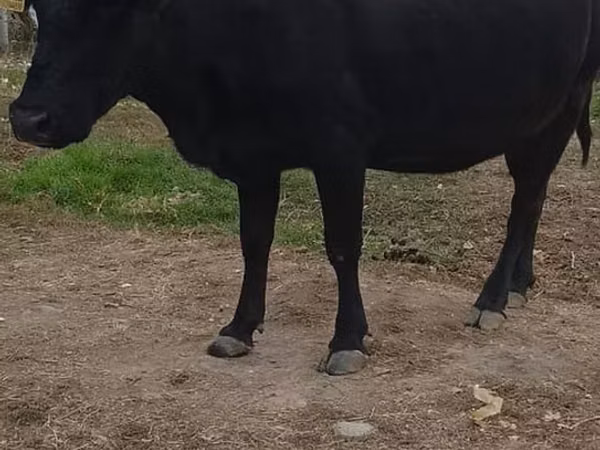 Vache, Russian Black pied cattle