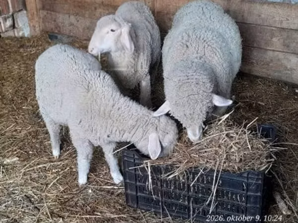 Bélier, Moutons