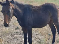 Hengst, Thoroughbred horse — Foto 1