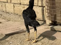 Chickens — 照片 1