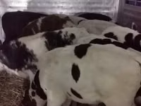 公牛, Russian Black pied cattle — 照片 6