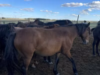 Stute, Kazakh horse — Foto 1