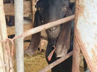 Billy Goat, Kamori goats — photo 4