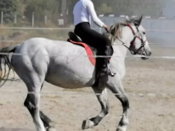 Yegua, Caballos