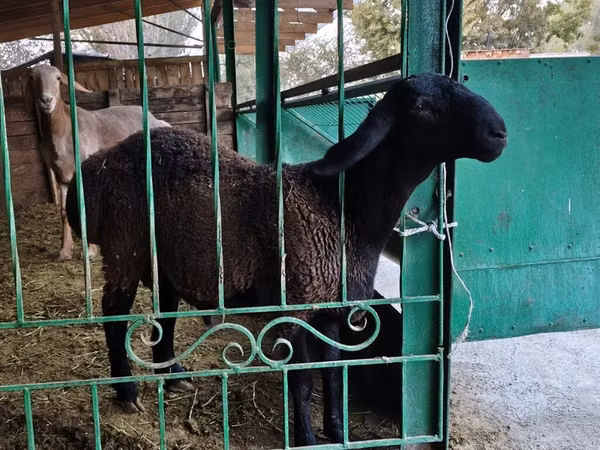 Ram, Sheep