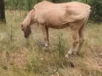 母马, Horses — 照片 1