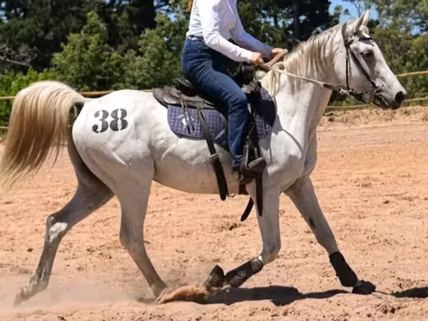 Horse (M), Arabian horse
