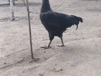 Gigante de Jersey — foto 1