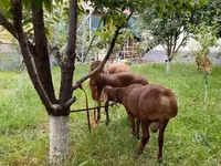 Carnero, Ovejas — foto 1