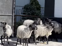 Schaf, Romanov sheep — Foto 2