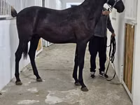 公马, Akhal-Teke — 照片 8