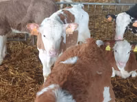公牛, Simmental cattle — 照片 6