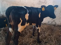 Kuh, Russian Black pied cattle — Foto 3